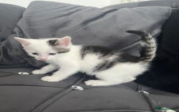 Mixed Breed cats for sale: Lovely kittens - Image 11