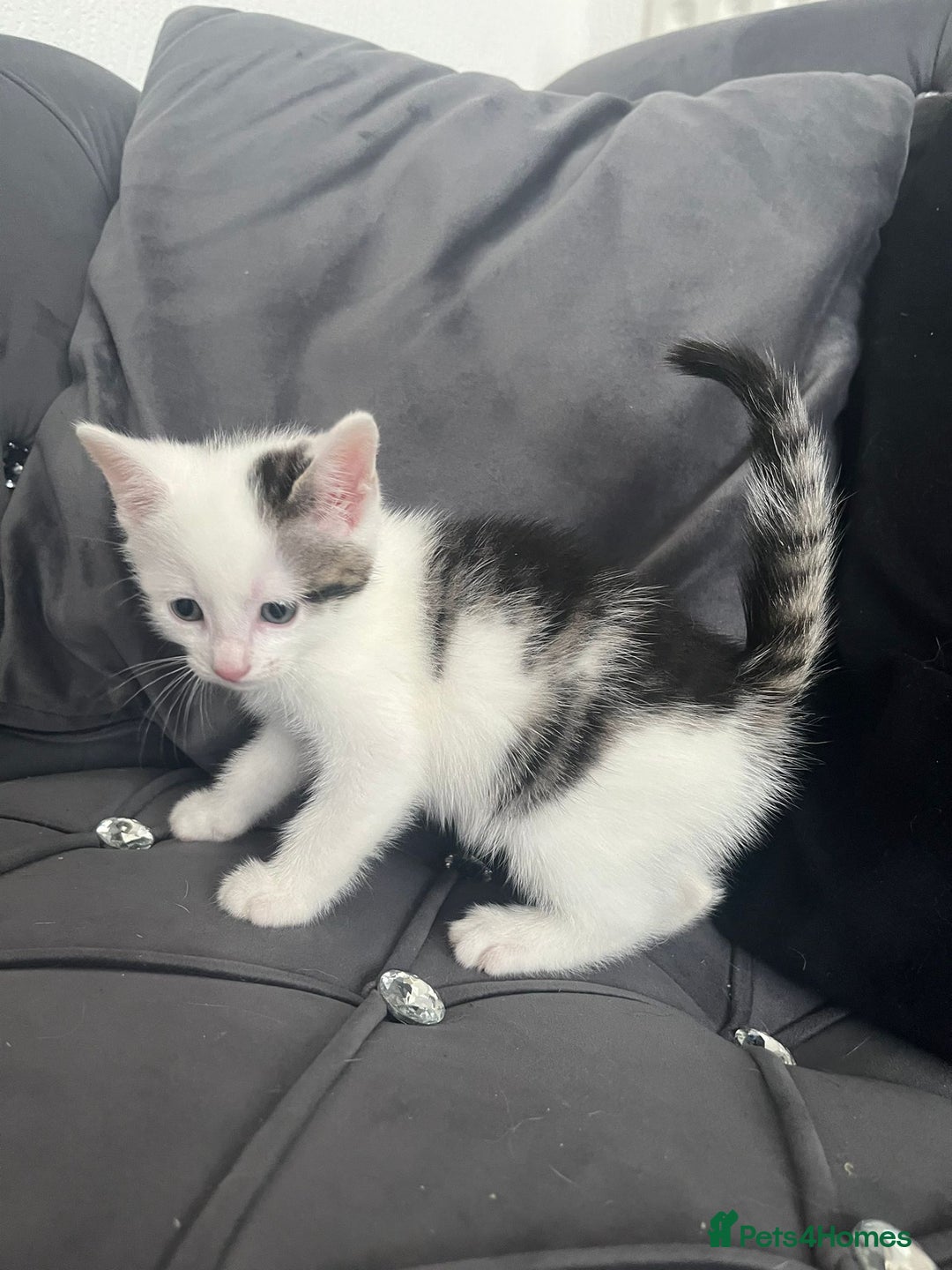 Mixed Breed cats for sale: Lovely kittens - Image 11