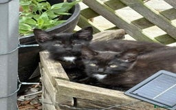 Mixed Breed cats for sale: Kittens ready for their new homes - Image 1