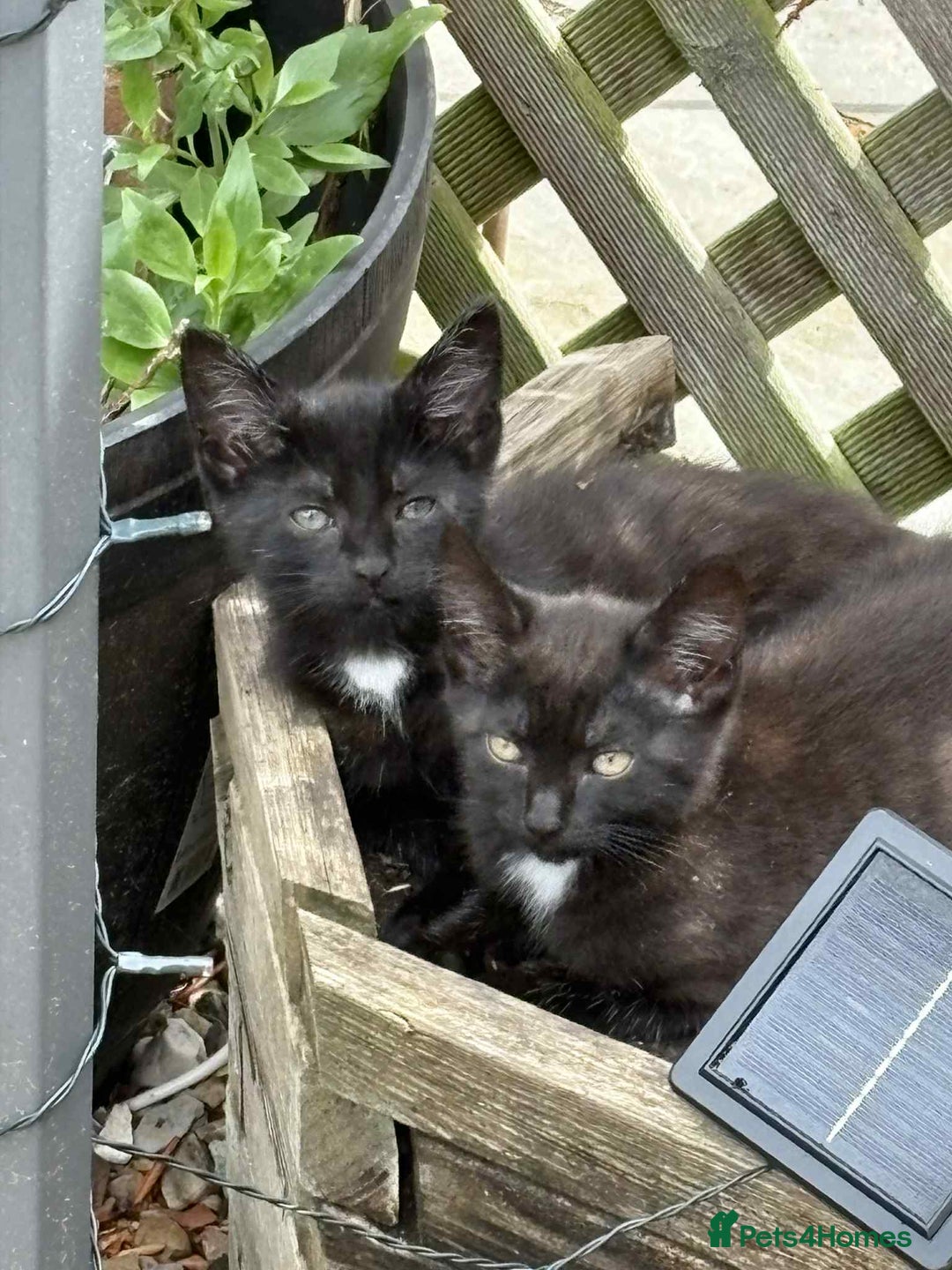 Mixed Breed cats for sale: Kittens ready for their new homes - Image 1
