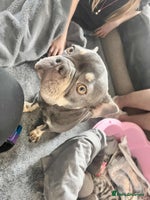 French Bulldog dogs - Advert 3