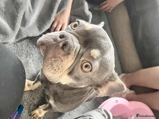 French Bulldog dogs KC Registered Lilac & Tan French Bulldog Puppies - Advert 2