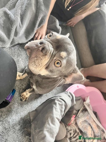 French Bulldog dogs KC Registered Lilac & Tan French Bulldog Puppies - Advert 4