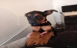 Mixed Breed dogs for sale: Female rottweiler x German shepherd x staffie pup - Image 4