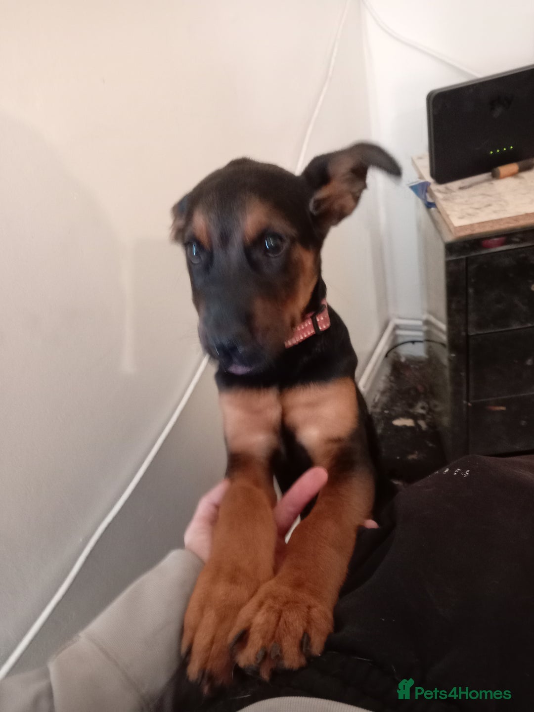 Mixed Breed dogs for sale: Female rottweiler x German shepherd x staffie pup - Image 4