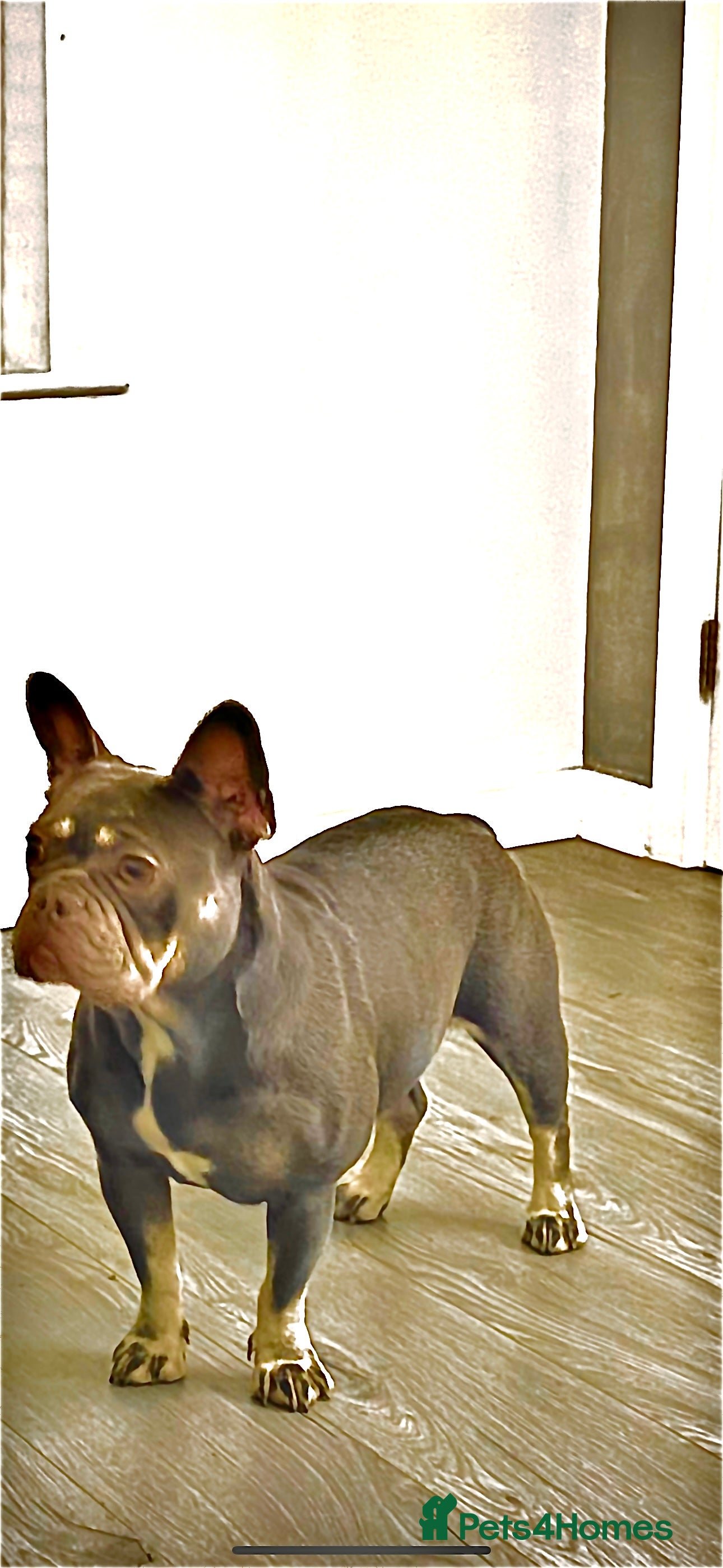 French Bulldog dogs Blue and Tan French bulldog bitch  - Advert 1