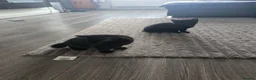 Mixed Breed cats for sale: Kittens  - Advert 4