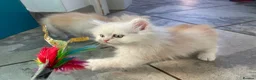 Persian cats for sale: Persian kittens in Rugby - Advert 24