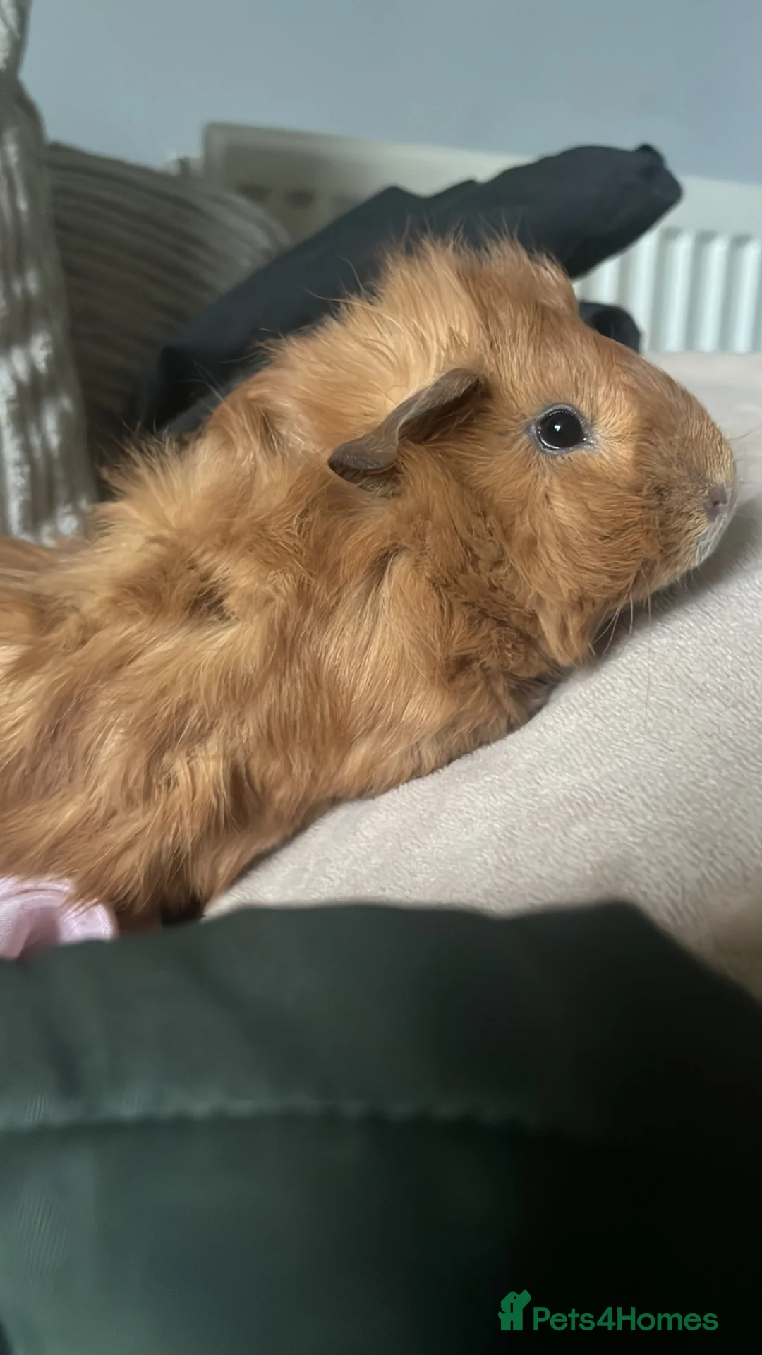 Guinea Pig rodents for sale: Female & Male Guinea Pig - Advert 2