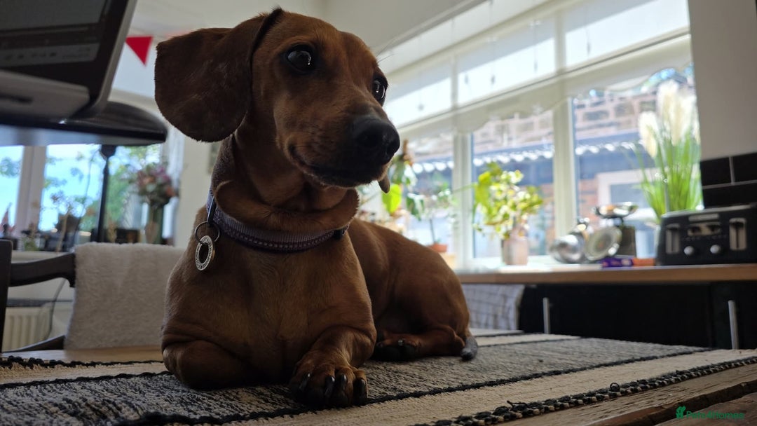 Miniature Dachshund dogs for sale: 🐶 Stunning Black & Tan Miniature Dachshund Puppy - Image 2