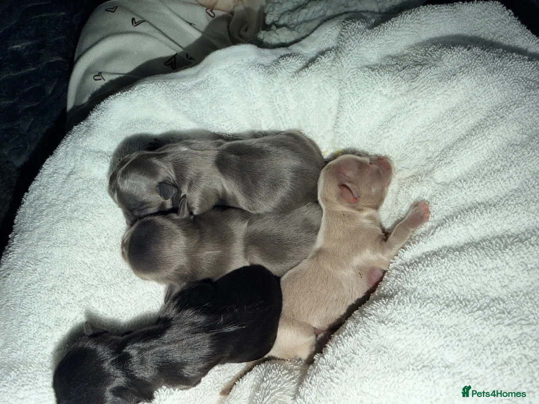 Chihuahua dogs for sale: Long coat chihuahua  - Advert 11