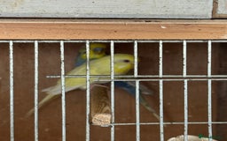 Budgerigars birds for sale: Breeding pairs with chicks - Image 10