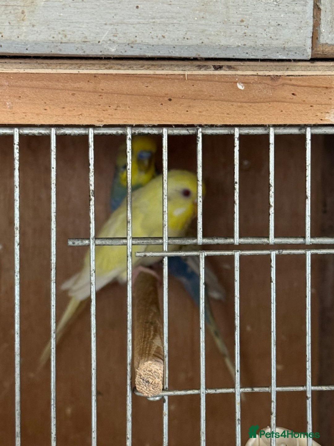 Budgerigars birds for sale: Breeding pairs with chicks - Image 10