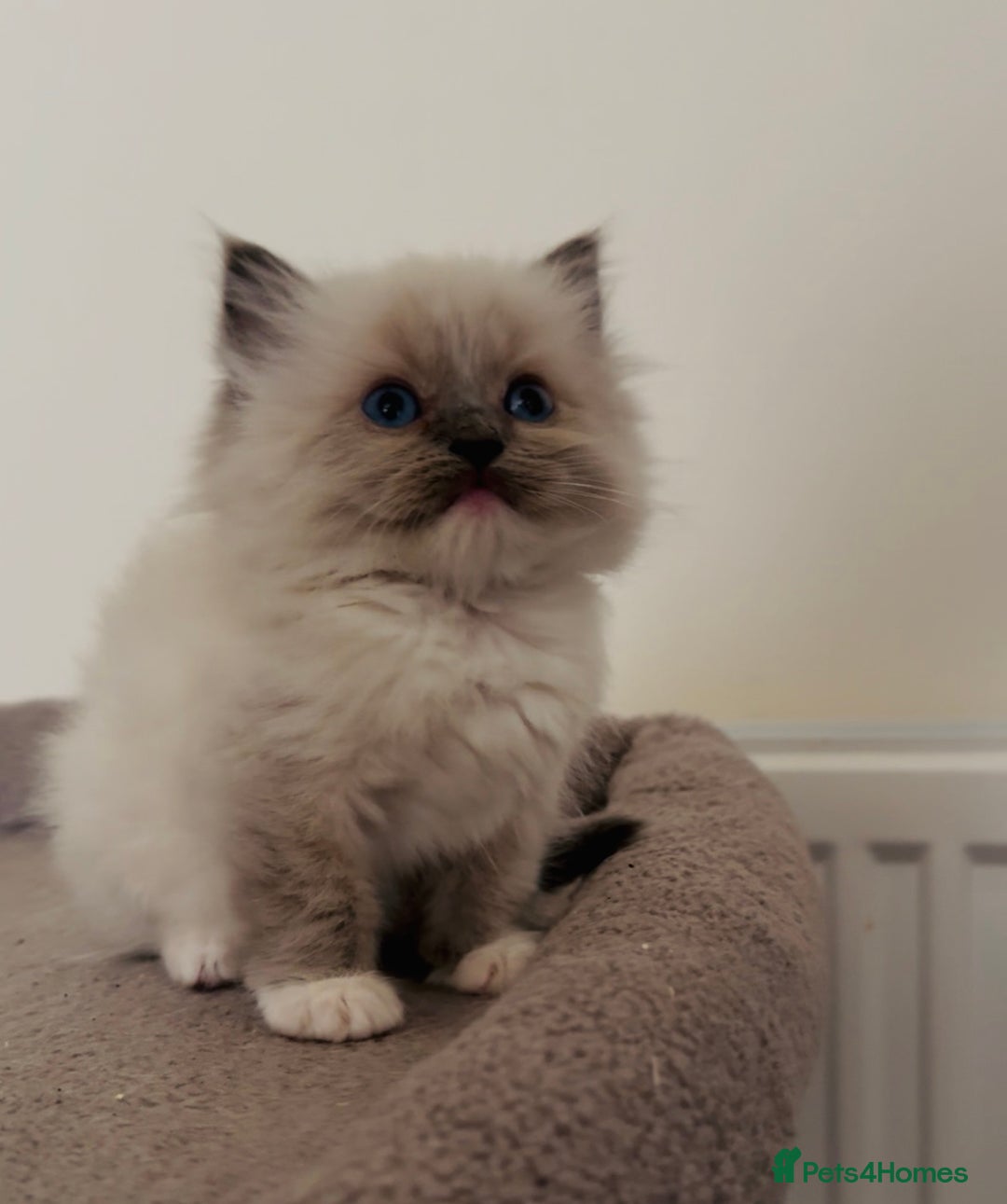 Ragdoll cats for sale: Full Pedigree beautiful Ragdoll kittens - Image 12