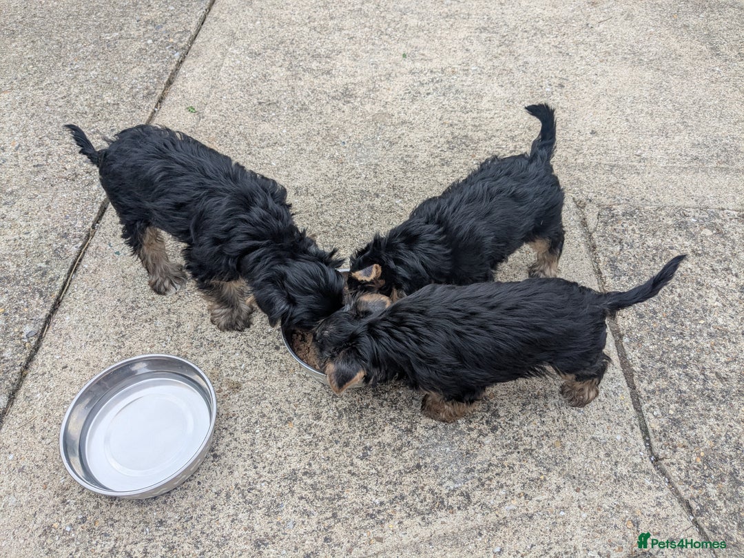 Yorkshire Terrier dogs for sale: Yorkshire terrier puppies  - Image 9