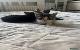 Mixed Breed cats for sale: 3 Female Kittens Available  - Image 9