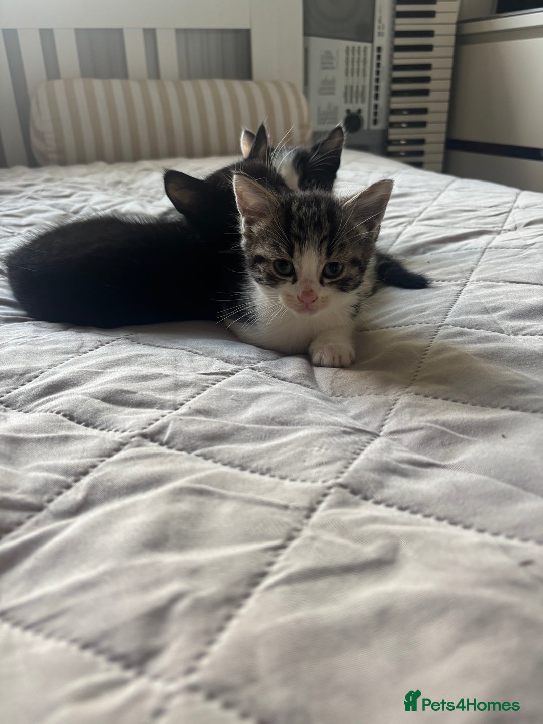 Mixed Breed cats for sale: 3 Female Kittens Available  - Image 9