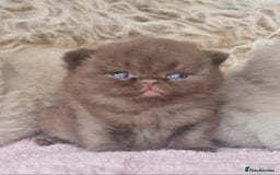 British Shorthair cats for sale: Tica registered British Shorthair kittens Champion - Image 8