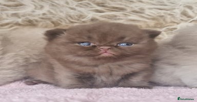 British Shorthair cats - Advert 2