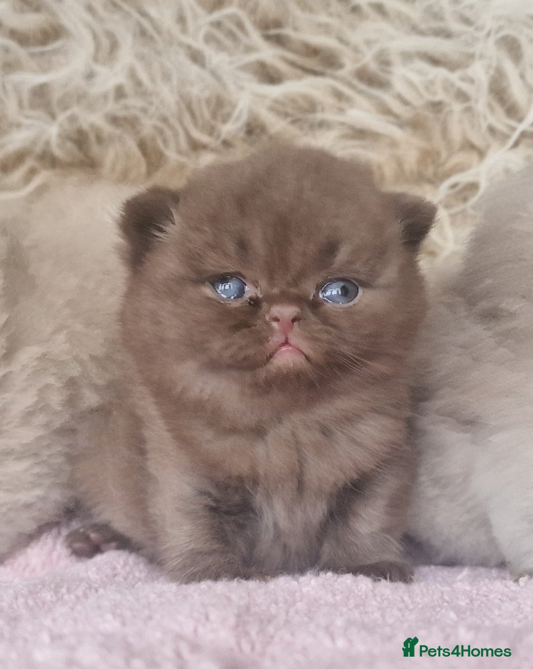 British Shorthair cats for sale: Tica registered British Shorthair kittens Champion - Image 8
