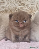 British Shorthair cats - Advert 2