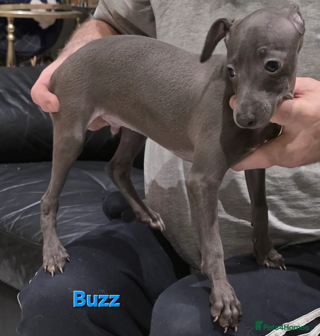 Italian Greyhound dogs for sale: 20 th feb KC reg quality  Just 1 blue boy & girl - Advert 3
