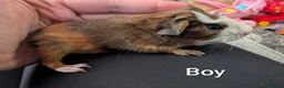 Guinea Pig rodents for sale: Baby funky pet boars  - Advert 9