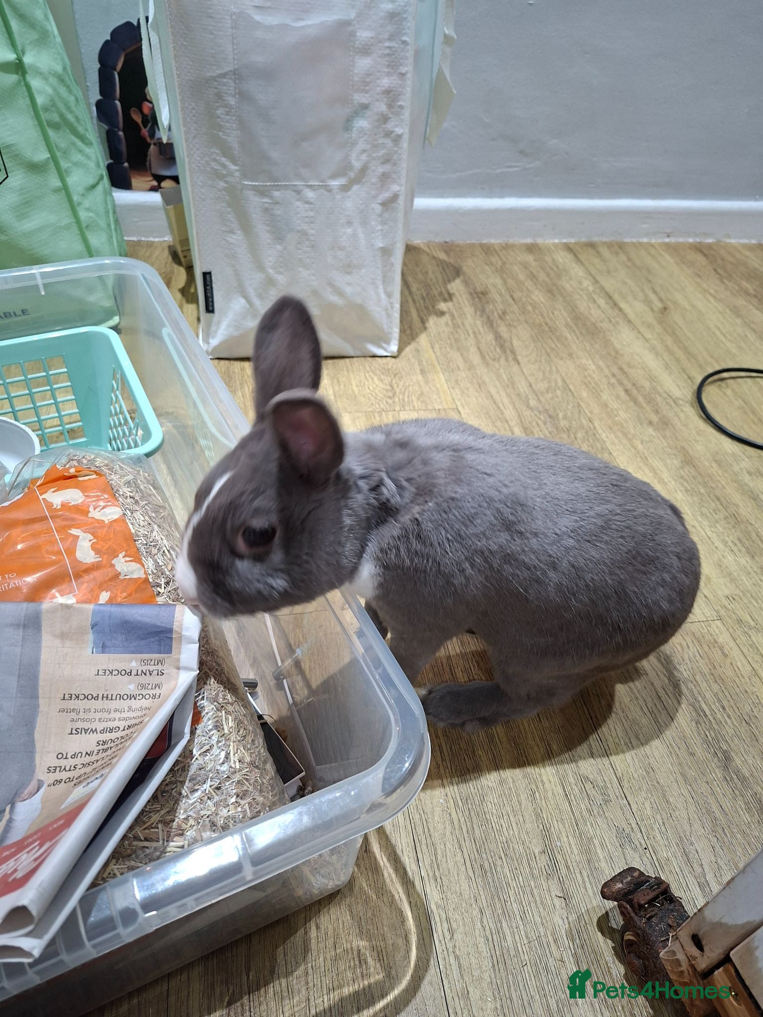 Dutch rabbits Rabbit- Oli - Advert 2