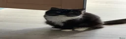 British Longhair cats for sale: Storm and niggle in Eastbourne - Advert 2