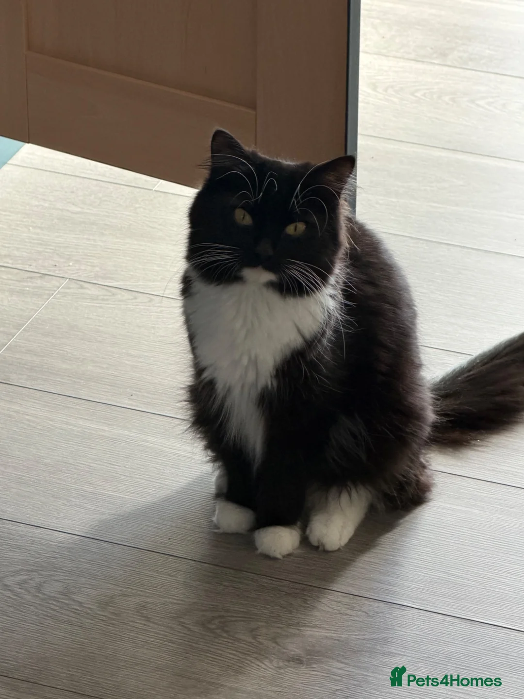 British Longhair cats for sale: Storm and niggle in Eastbourne - Advert 2