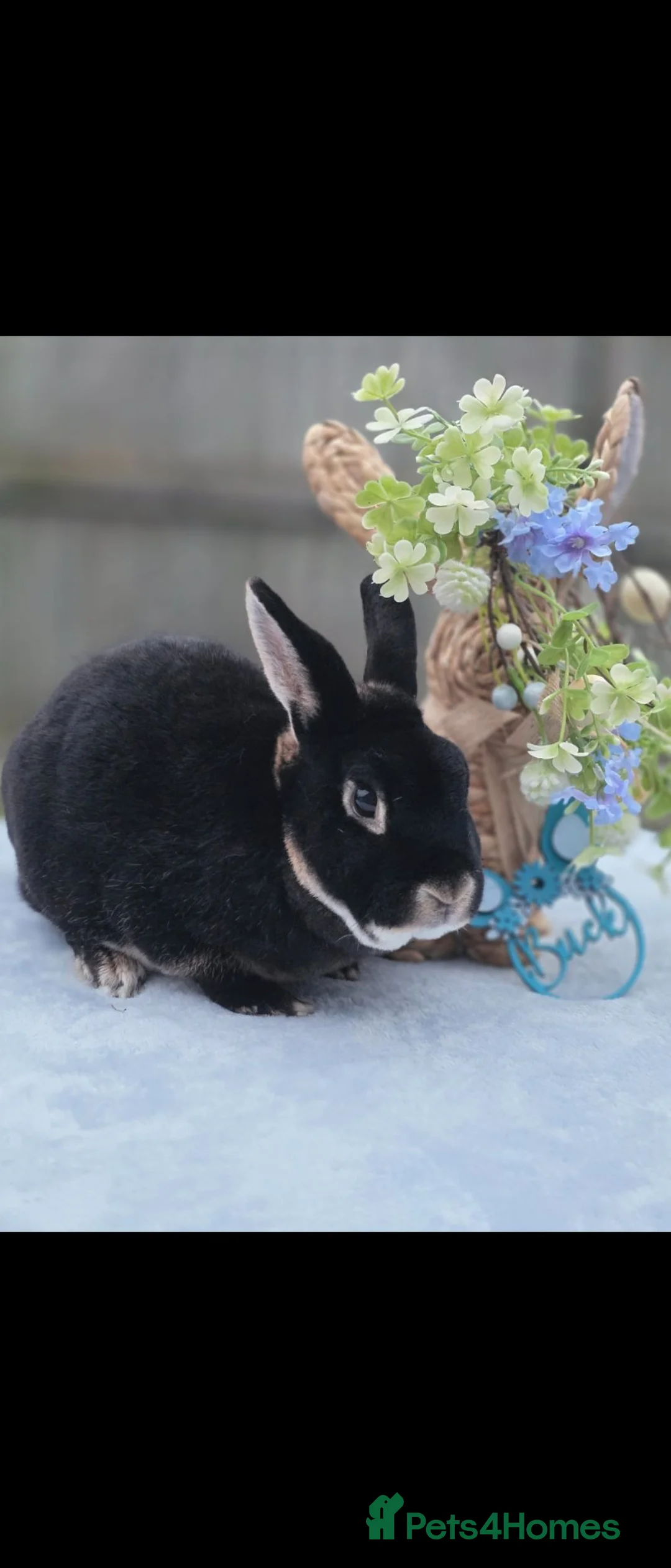 Rex rabbits for sale: Black Otter Buck Looking For New Hutch - Advert 3