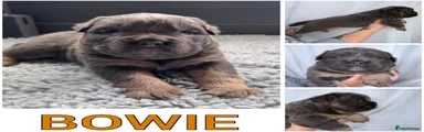Bowie