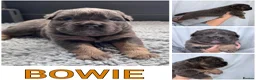 Olde English Bulldogge dogs for sale: Champion Sired Health Tested OEB puppies - Advert 35