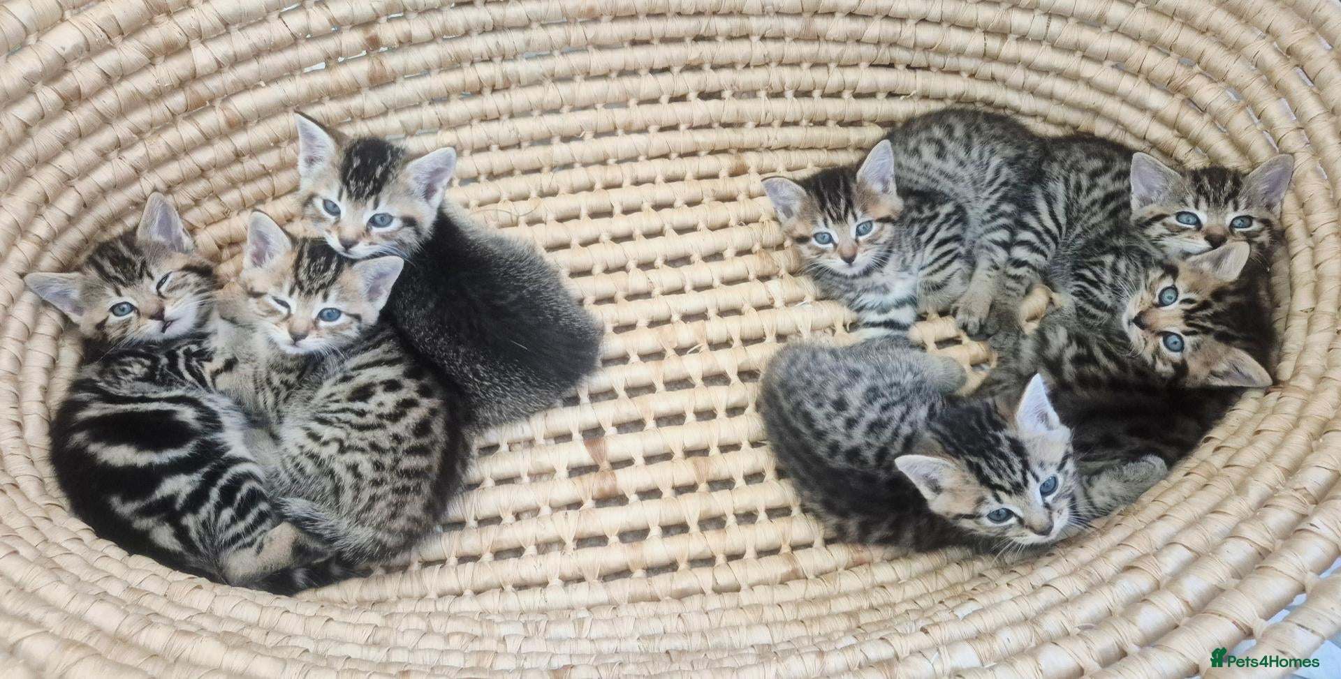 Mixed Breed cats Seven Tabbies from our Lucky Black Cat - Advert 2