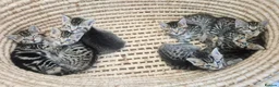 Mixed Breed cats for sale: Seven Tabbies from our Lucky Black Cat - Advert 4