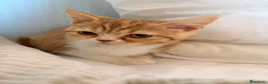 Cinnamon Torbie & White straight girl