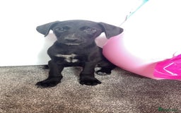Borador dogs for sale: Collie x lab puppies - Image 5