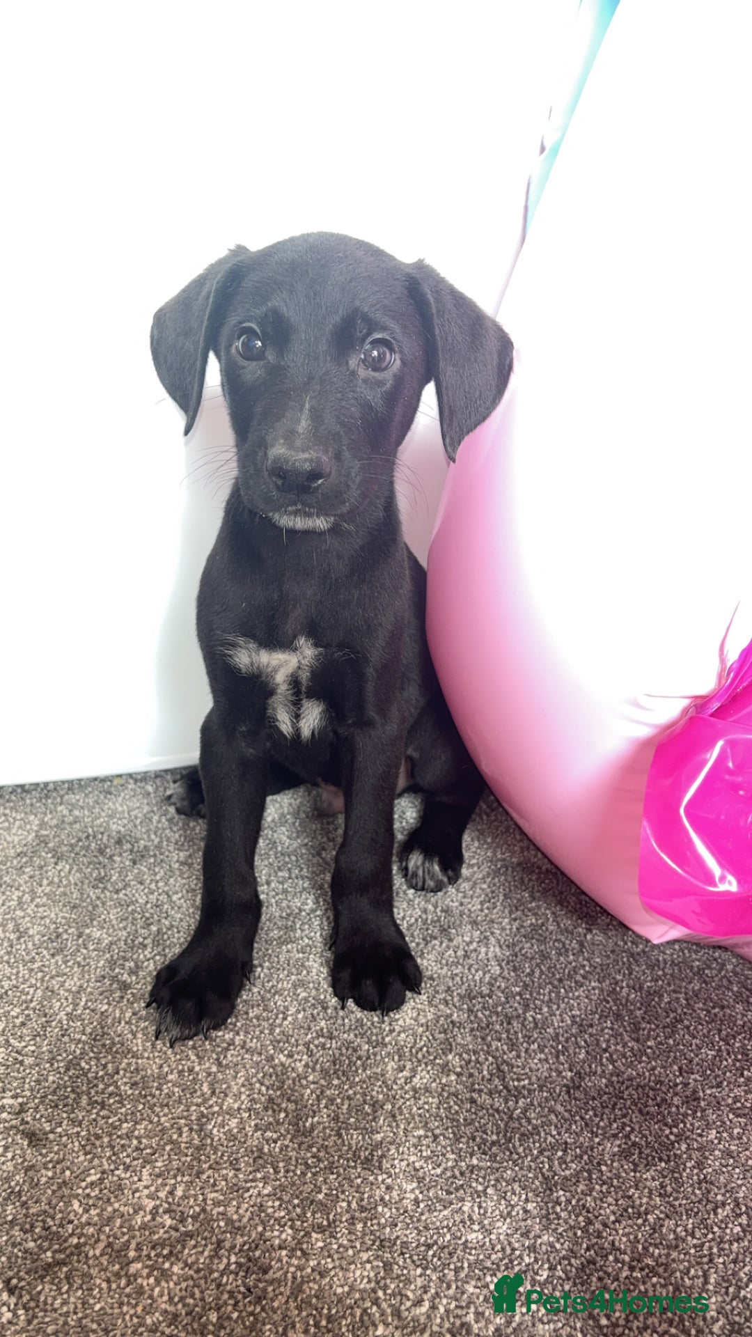 Borador dogs for sale: Collie x lab puppies - Image 5