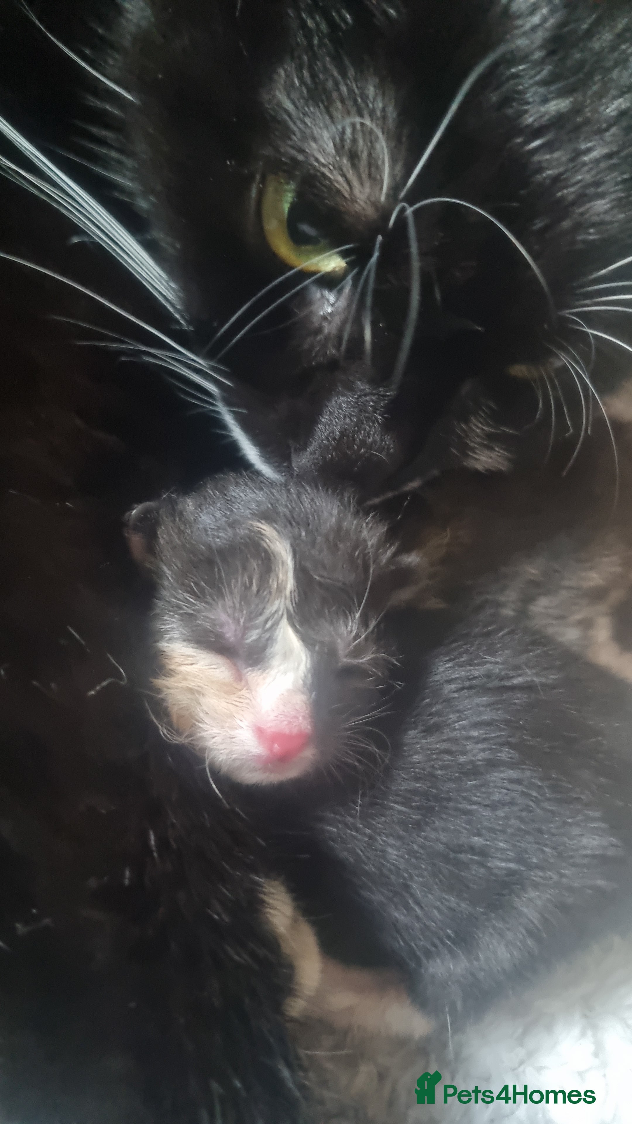 Mixed Breed cats Maine coon x kittens - Advert 2