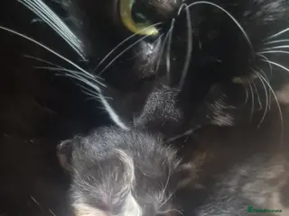 Mixed Breed cats Maine coon x kittens - Advert 2