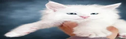 Maine Coon cats for sale: Anderpride kittens have arrived 📣.  - Advert 4