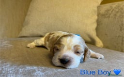 Cocker Spaniel dogs for sale: Show Cocker Spaniel Puppies For Sale - Image 3