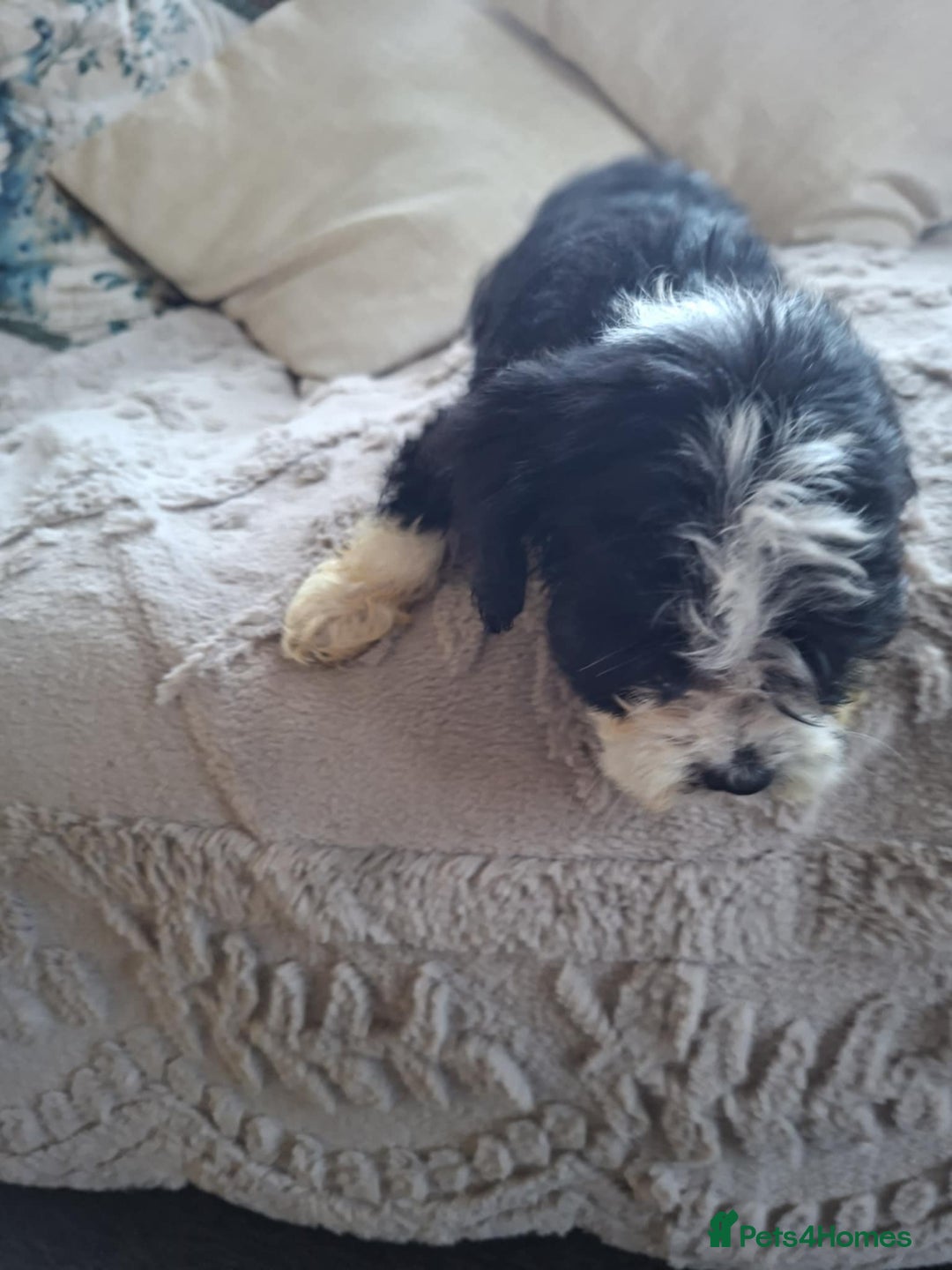 Mixed Breed dogs for sale: Jackapoos - Advert 3