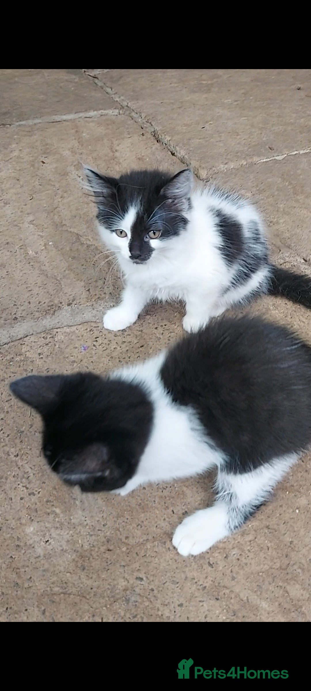 British Longhair cats for sale: ❤️Urgent 2 lovely sweet kitten left - Image 8