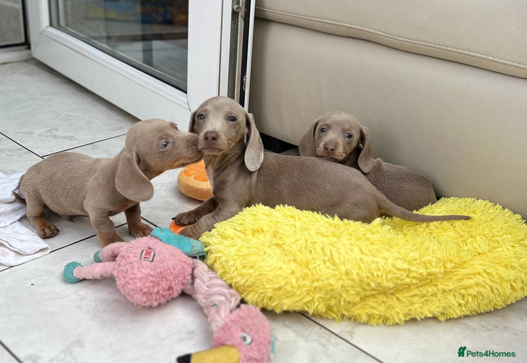 Dachshund dogs for sale: Dachshund mini puppies  - Image 8