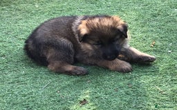 German Shepherd dogs for sale: German shepherd  - Image 16