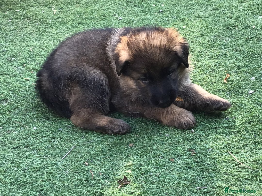 German Shepherd dogs for sale: German shepherd  - Image 16