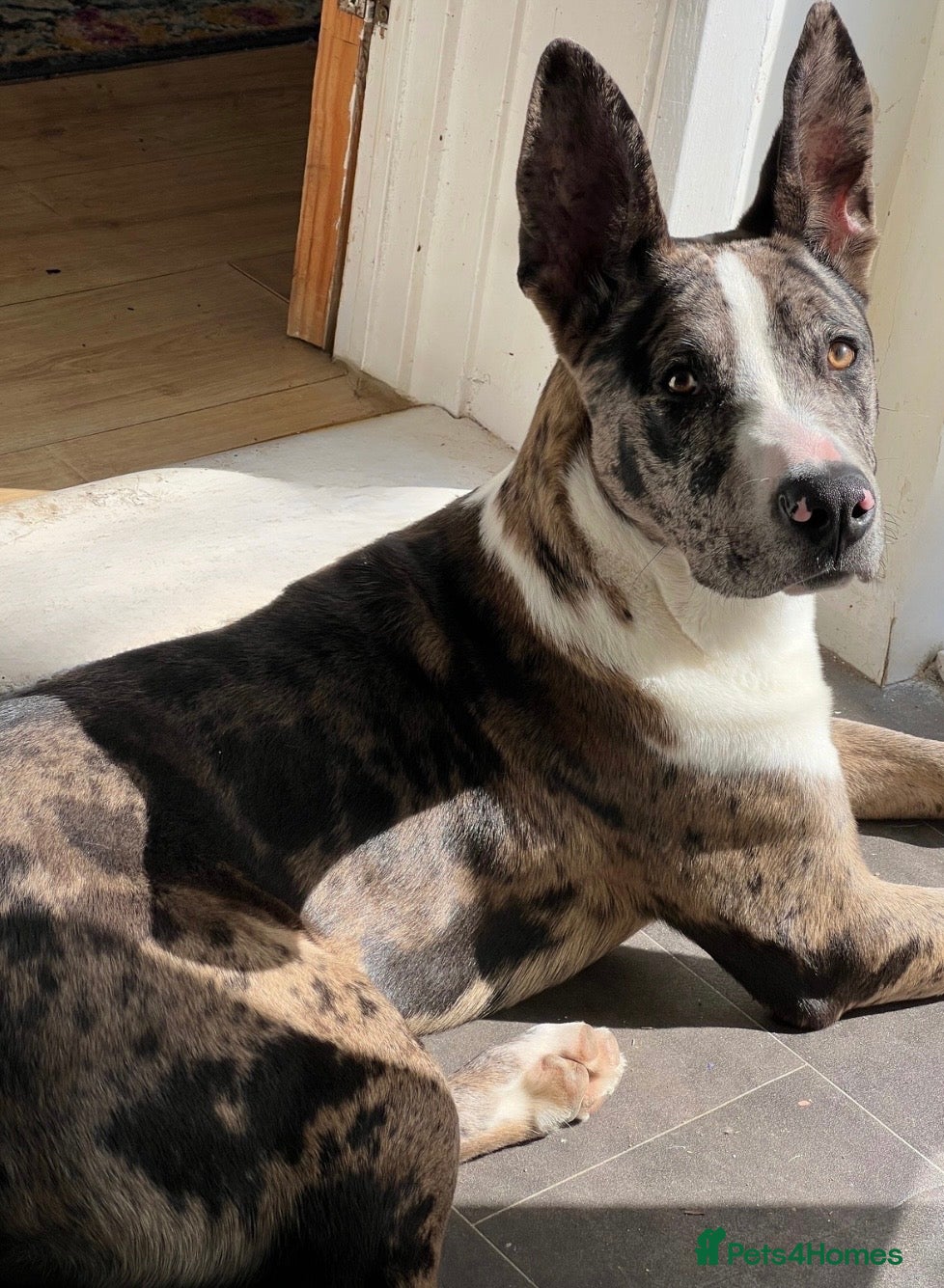 Mixed Breed dogs Bouncy Bleu  - Advert 1