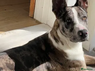 Mixed Breed dogs Bouncy Bleu - Advert 1