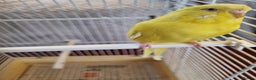 Budgerigars birds for sale: Budgies lutino for sale  - Advert 3
